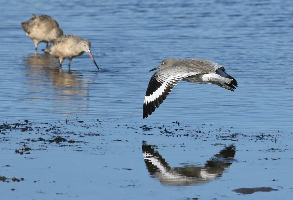 2016 Jayco Jay Flight SLX 264BHW: Spacious, Comfortable, and Family-Friendly